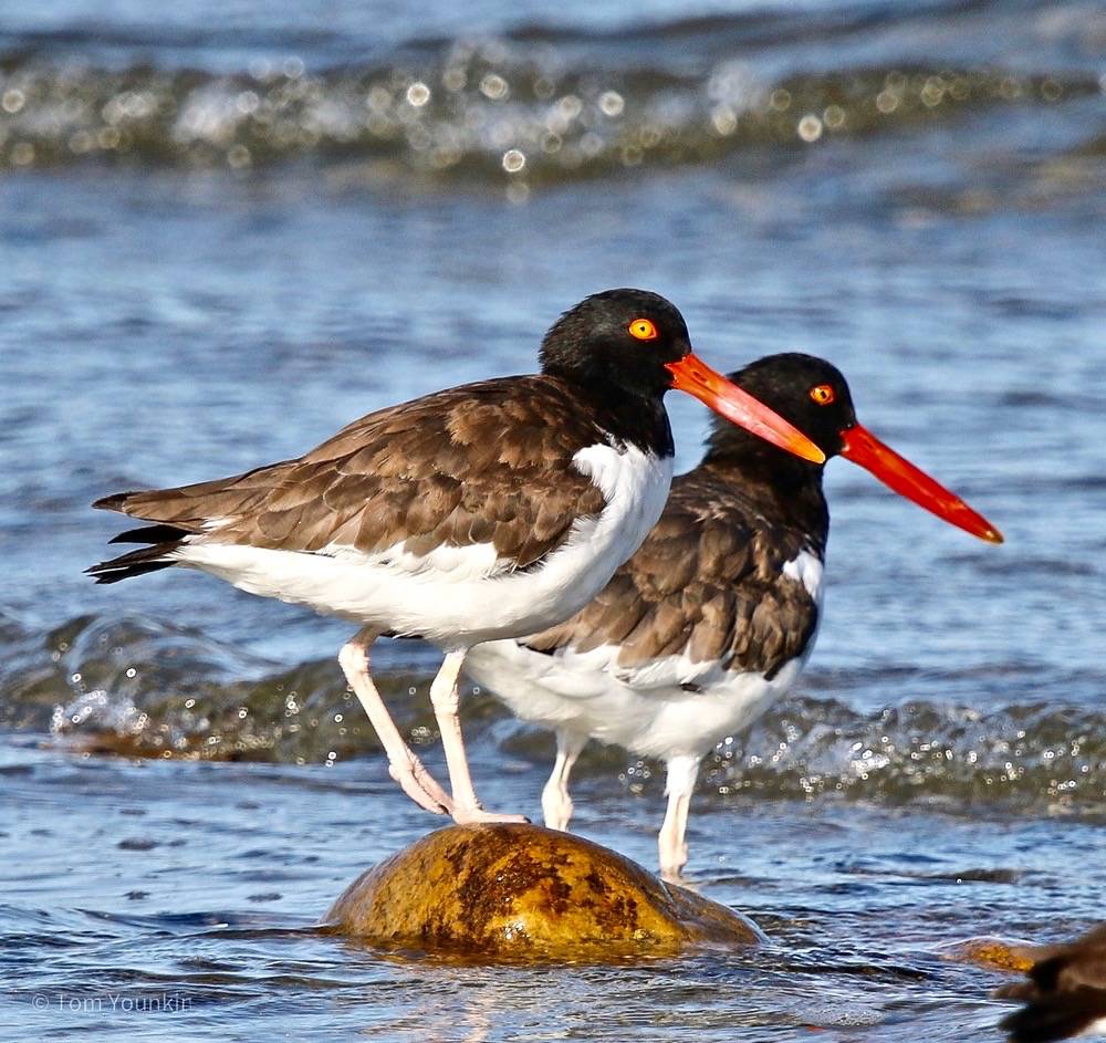 American Oystercatcher